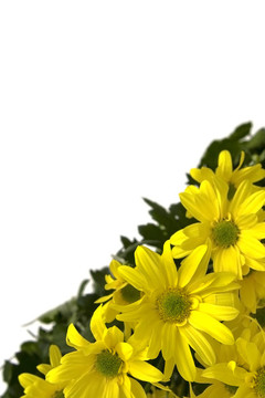 黃色的雛菊