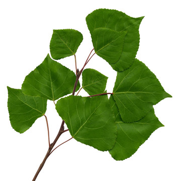 楊樹枝