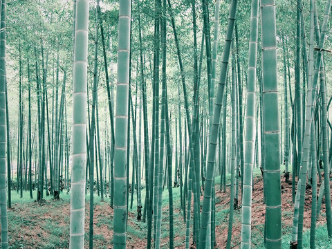 竹林