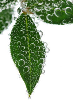 水綠葉