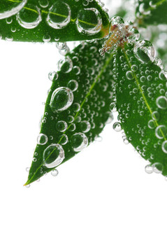 水綠葉