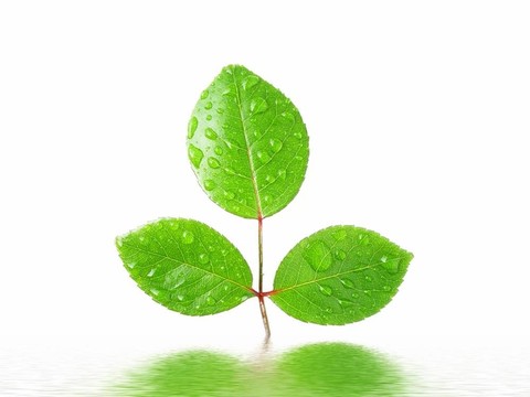 水在水中的反射