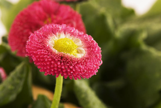 雛菊