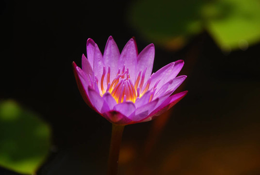 百合花