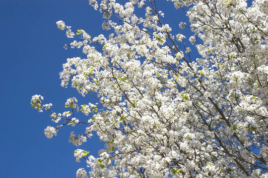 開(kāi)花的梨樹(shù)