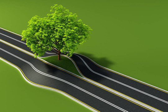 道路中間的樹