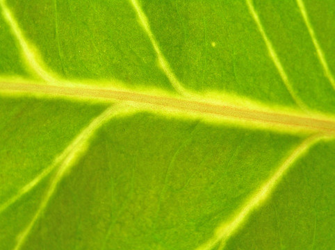 大自然是一個(gè)藝術(shù)家