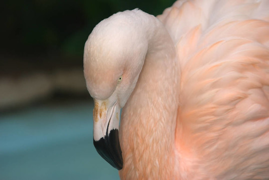 火烈鳥