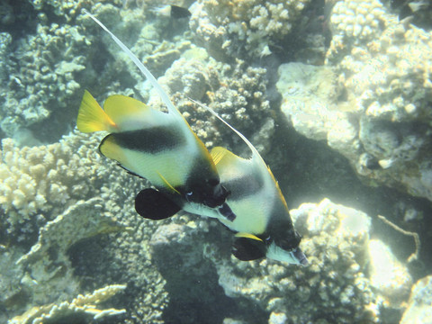 珊瑚魚