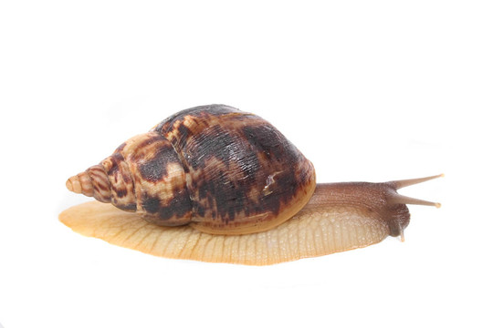 蝸牛