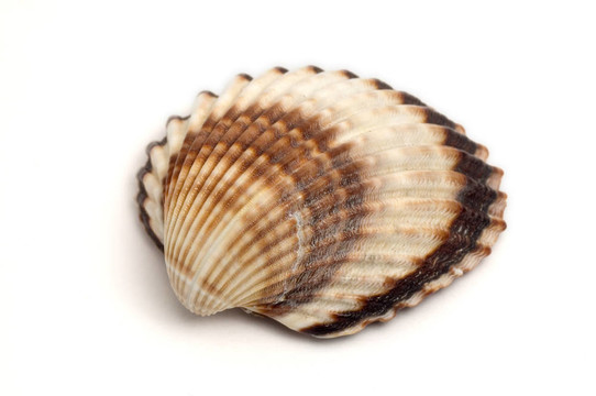 海貝殼