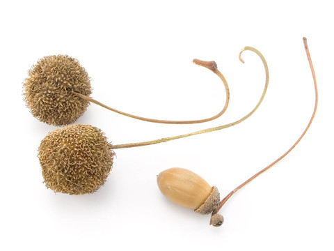 種子樹(shù)
