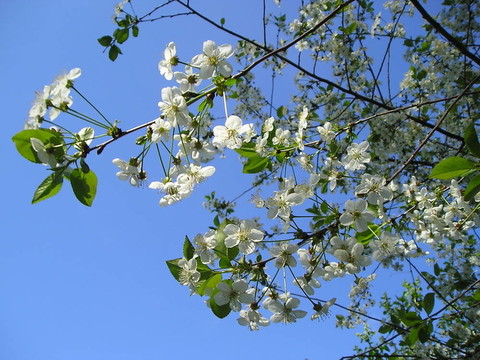 在BAC櫻桃開花