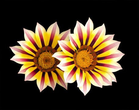勛章菊