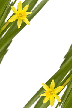 daffodiles