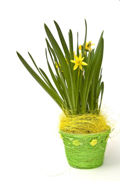 daffodiles