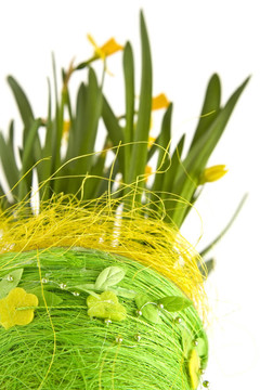 daffodiles