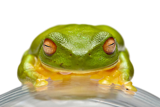 綠樹蛙