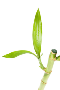 幸運(yùn)竹