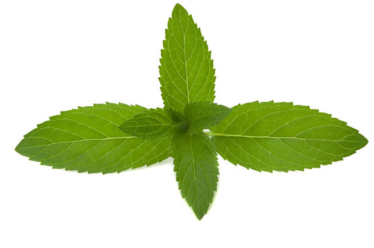 薄荷
