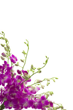 蘭花