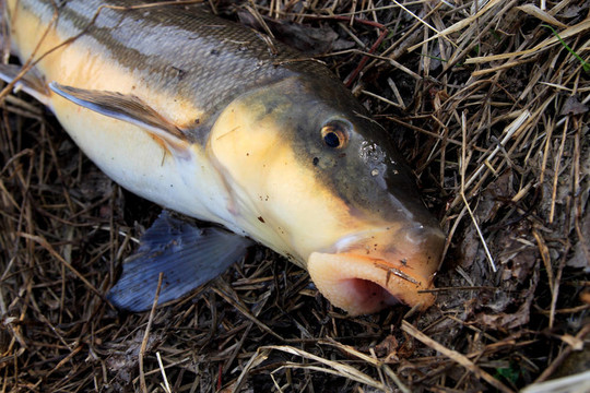 吸吮魚
