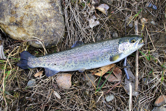 虹鱒魚