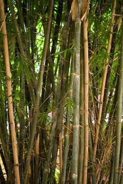 竹林