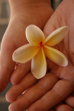 雞蛋花在手