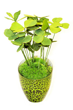 綠色植物
