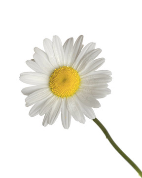 雛菊