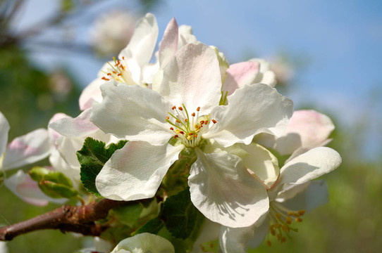 蘋果花