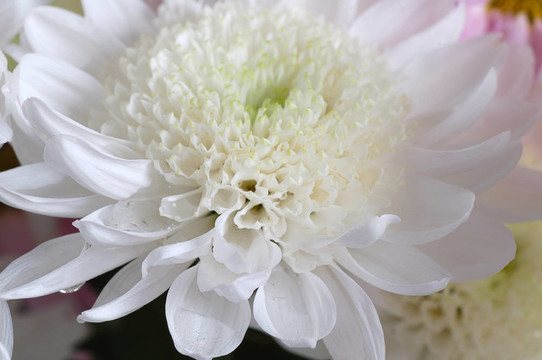 白菊花