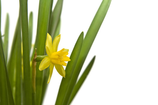 daffodiles