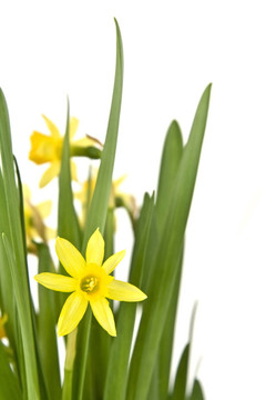 daffodiles