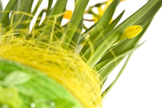 daffodiles
