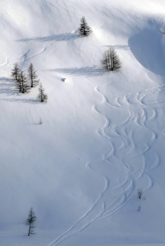 樹木之間的滑雪者的軌道