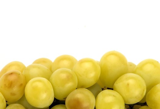 白葡萄