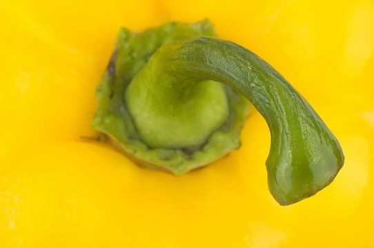 黃椒