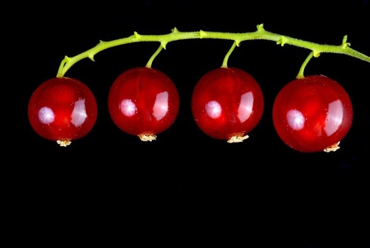juniperberries