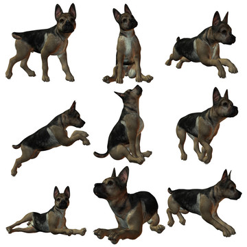 小狗German Sheperd