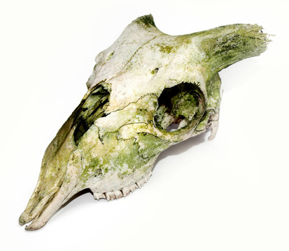 老動物頭骨與破碎的角對白色背景