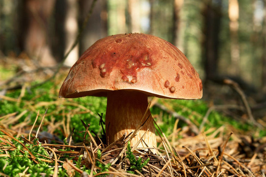 borowik
