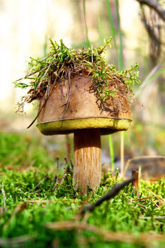 borowik
