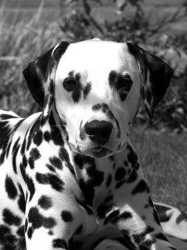 Dalmatian的小狗。