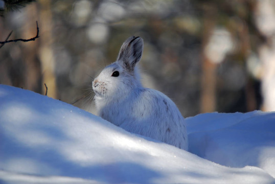 雪靴野兔