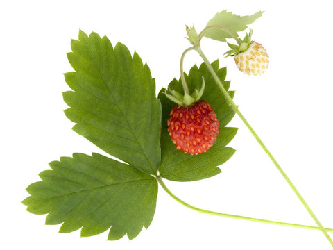 野草莓