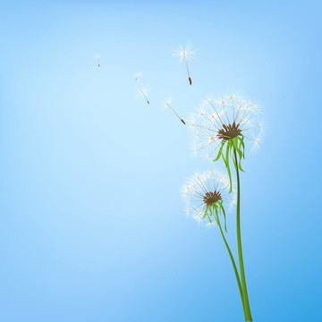 蒲公英
