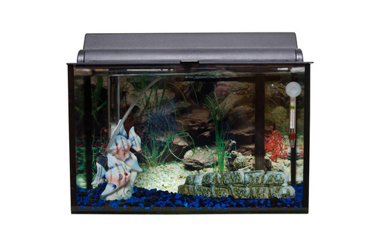 孤立的魚缸