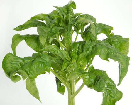 菠菜